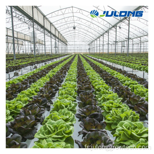 Greenhouse en polycarbonate agricole avec système hydroponique
